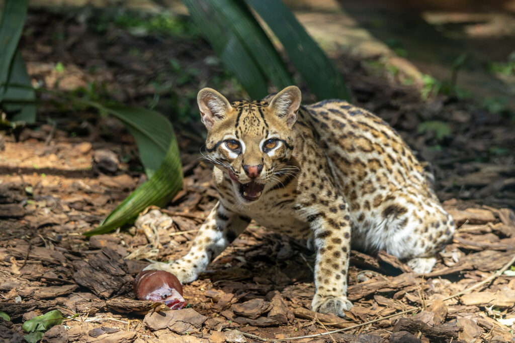 Divulgação Zoo São Paulo