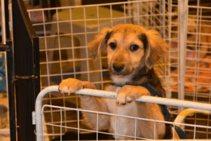 Créditos da foto: Divulgação