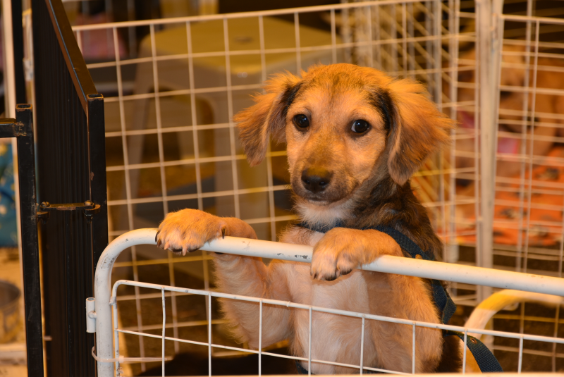 Créditos da foto: Divulgação