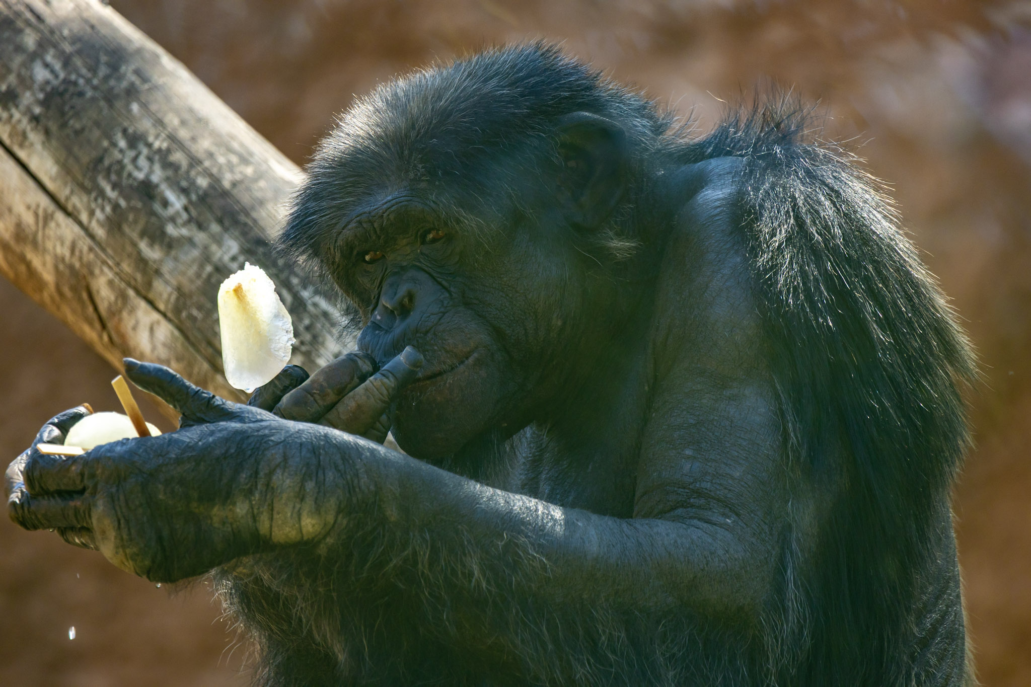 Divulgação Zoo São Paulo