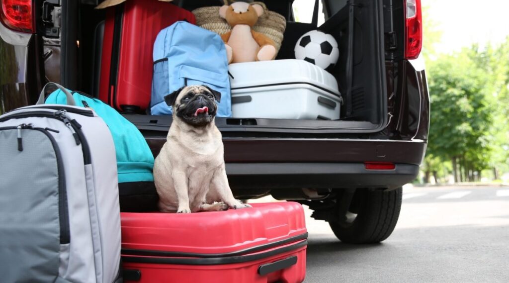 Divulgação
Viagem com pet