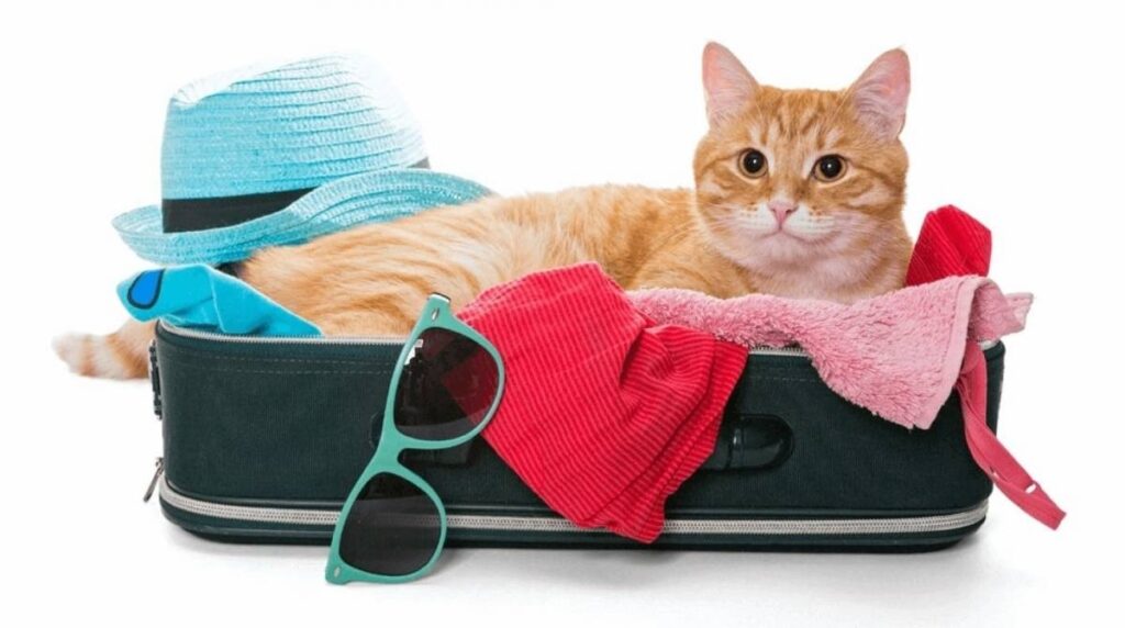 Divulgação Viagem com pet