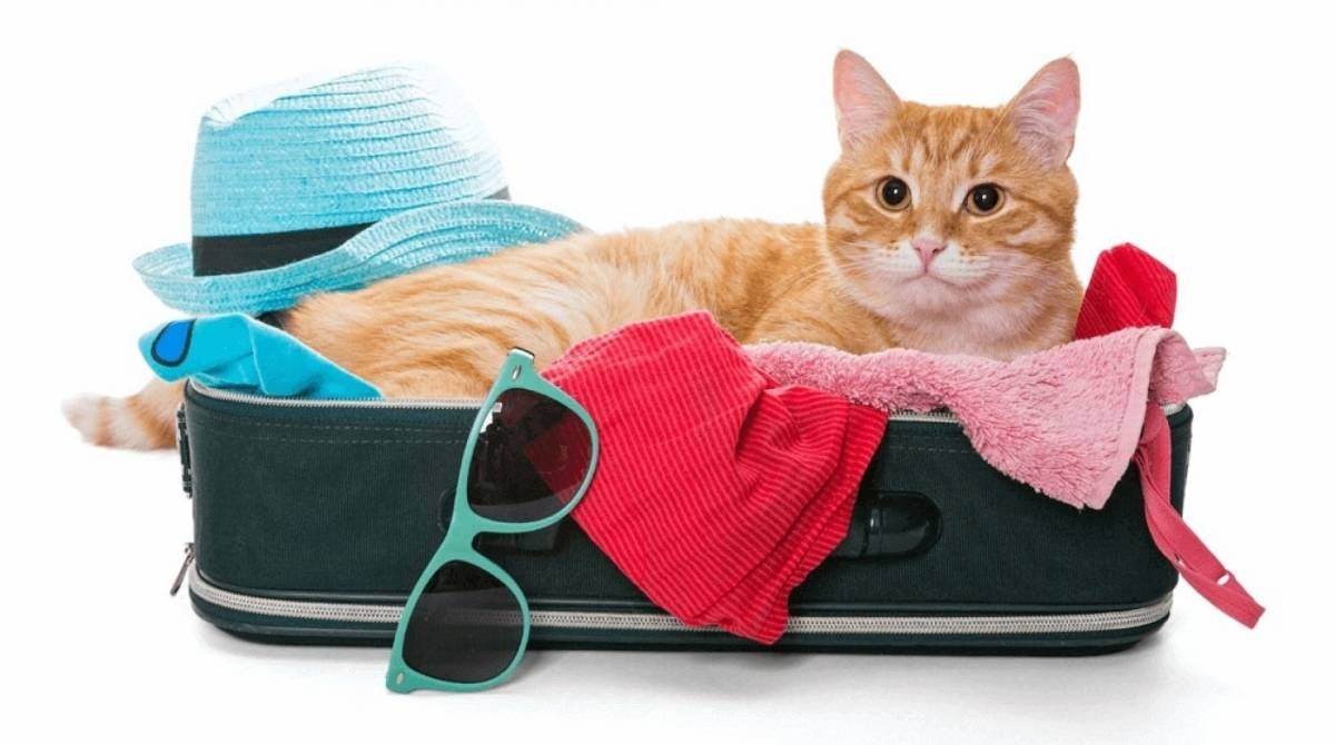 Divulgação Viagem com pet