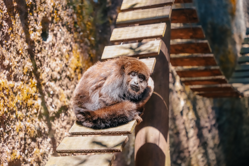 Fotos: Divulgação/PMSBC