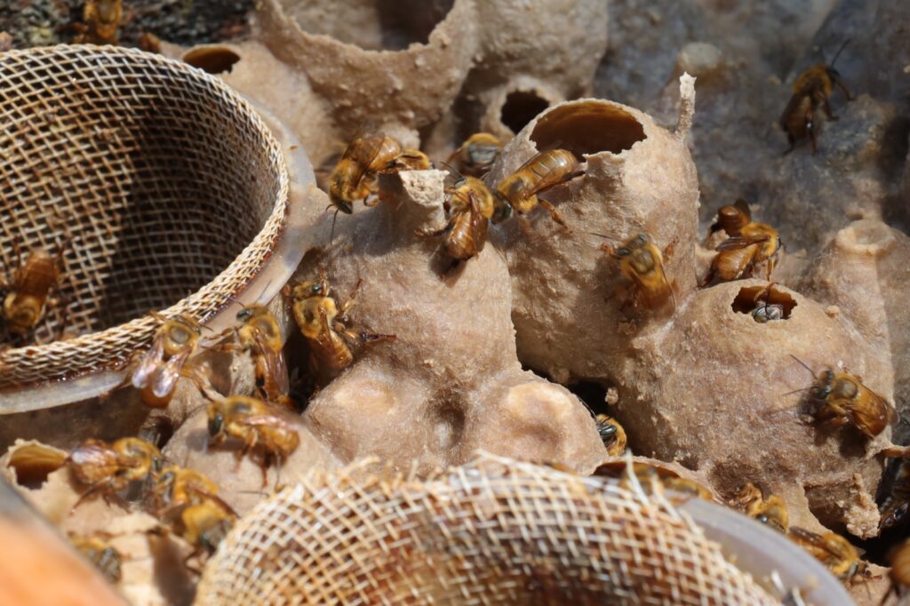 Créditos da foto: Divulgação