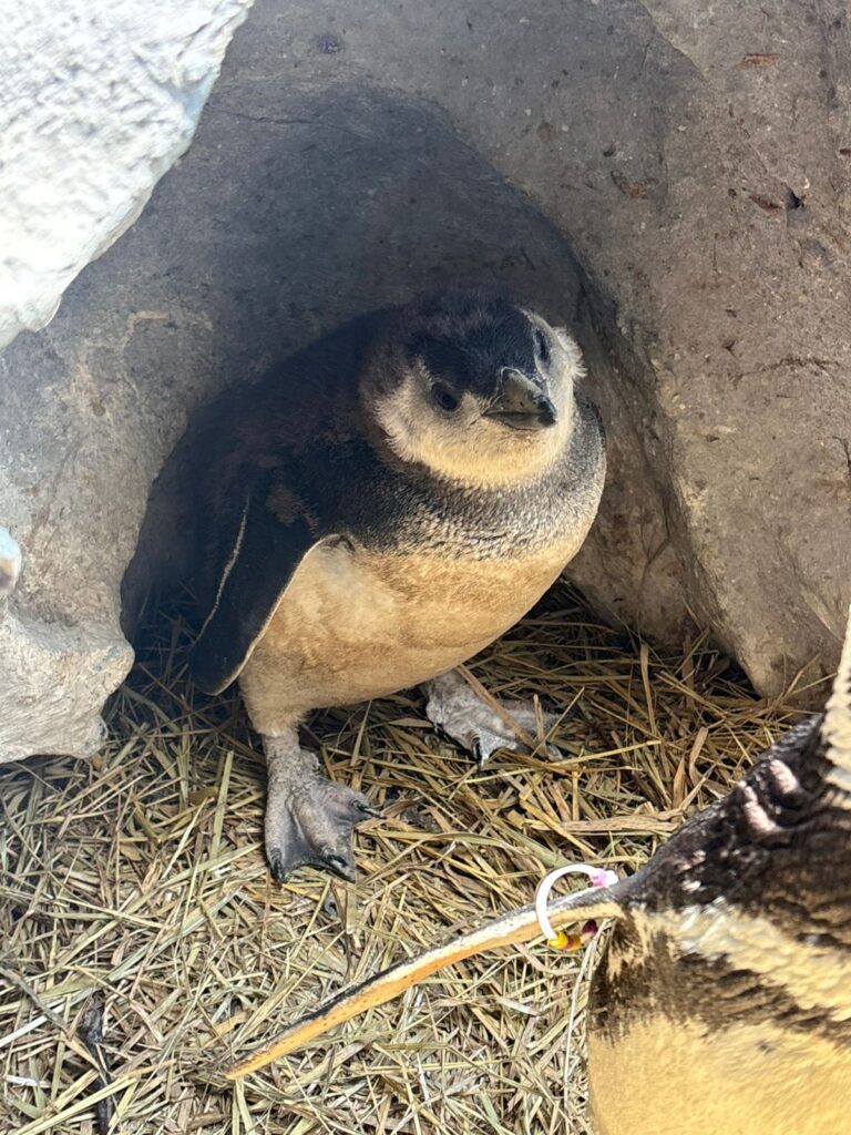 Créditos da foto: Divulgação