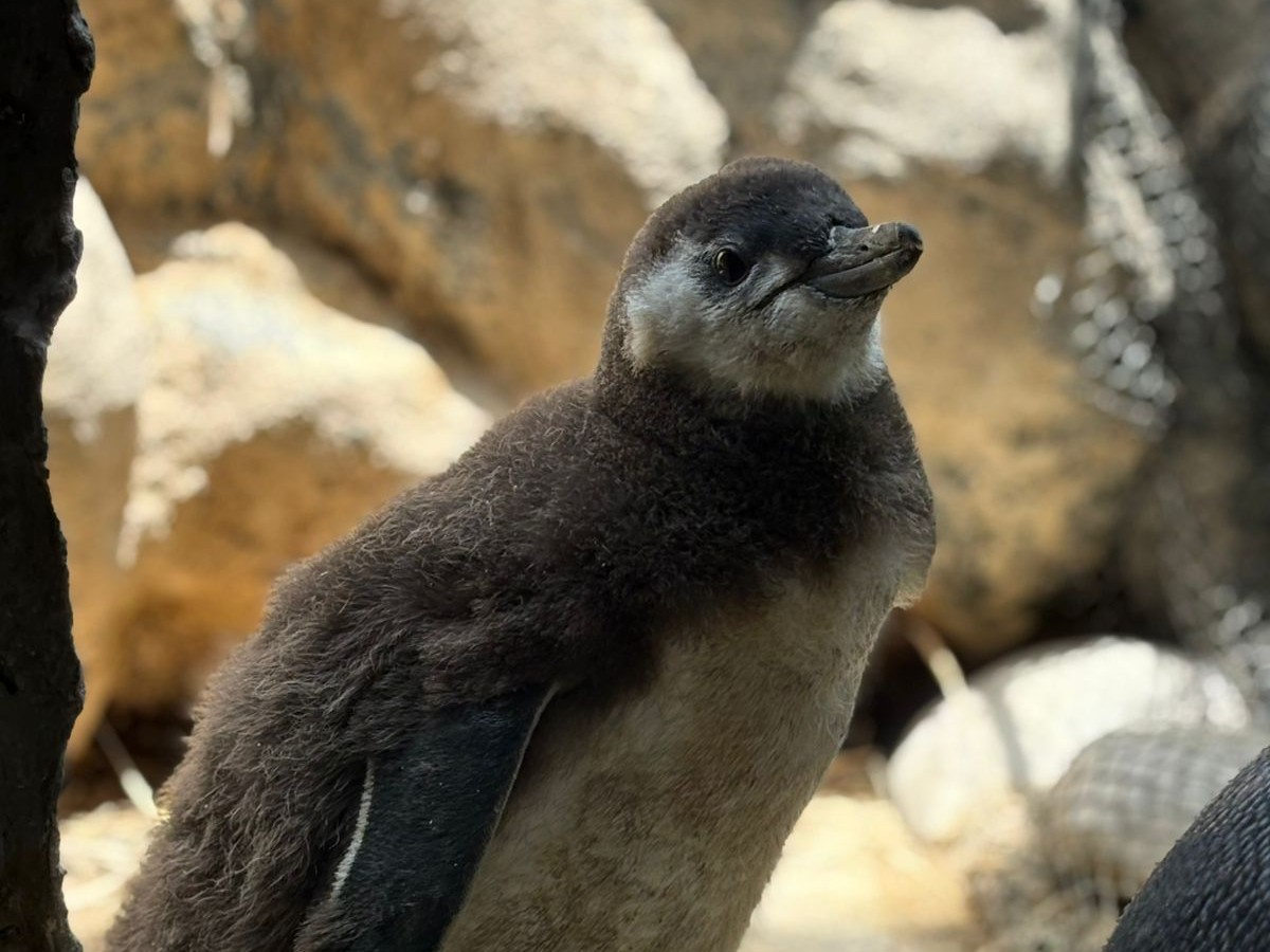 Créditos da foto: Divulgação