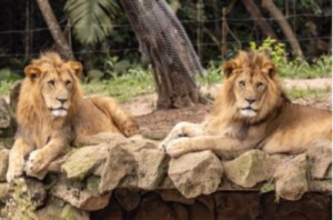 Crédito: Divulgação Zoo São Paulo